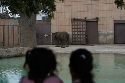 Una niña y una mujer ven a la elefanta Ely en el zoológico San Juan de Aragón.