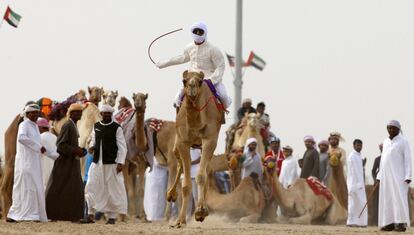 Un jockey monta su camello durante la carrera celebrada en el Mazayin Dhafra Camel Festival.