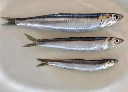 Boquerones de Málaga / Capel