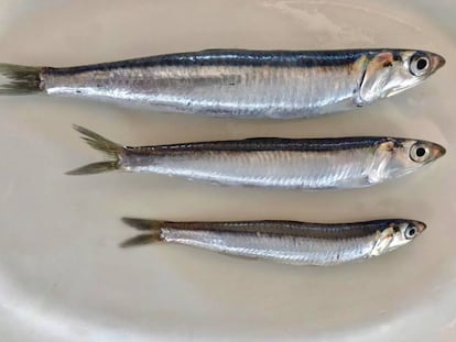 Boquerones de Málaga / Capel