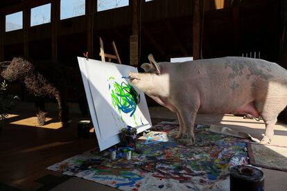 Un cerdo conocido como 'Pigcasso,' pinta sobre un lienzo en la granja  Farm Sanctuary en Franschhoek, en Ciudad del Cabo (Sudáfrica).