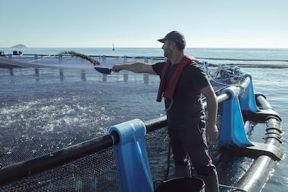 La mayoría de las especies de peces son piscívoras. Es decir, se alimentan de otros peces. En la imagen, un trabajador en las instalaciones de Villajoyosa (Alicante).