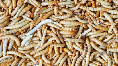 La agencia de Seguridad Alimentaria avala el consumo del gusano de la harina como alimento