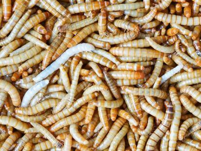 La agencia de Seguridad Alimentaria avala el consumo del gusano de la harina como alimento