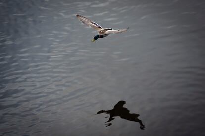 Un Ánade Real sobrevuela el río Besòs.