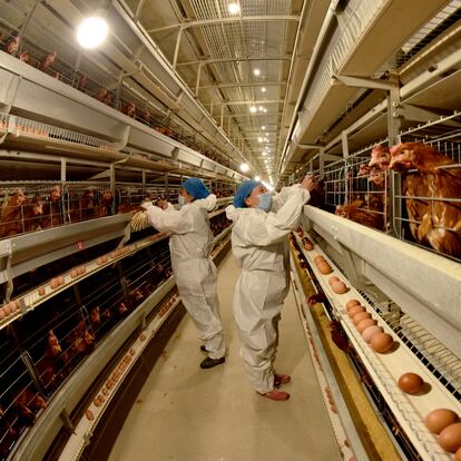 Employees are working on epidemic prevention for chickens at a livestock company in Zhangjiakou, Hebei Province, China, on April 9, 2024. (Photo by Costfoto/NurPhoto via Getty Images)