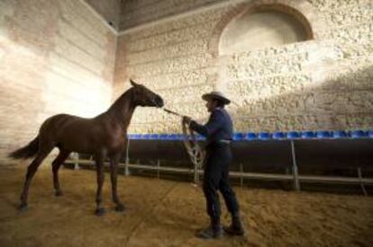 Un entrenador trabaja con un caballo durante la inauguración de la XI Feria del Caballo de Córdoba "Cabalcor 2013" en las Caballerizas Reales de la capital cordobesa.