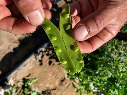 Guisantes de costa /Capel