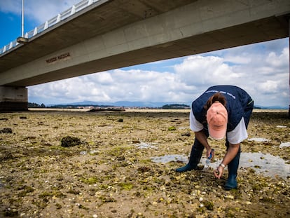 Una mariscadora recoge en la playa de O Bao, en la Illa de Arousa, la lapa rosa que invade el lugar desde hace un par de años.