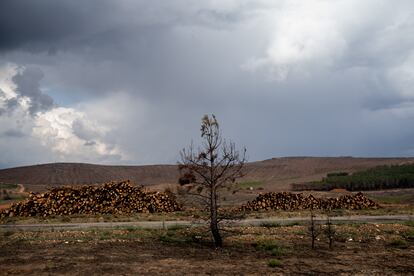 Montones de madera en una de las zonas que se vio afectada por los incendios de 2022.