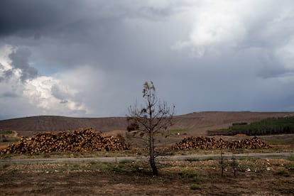 Montones de madera en una de las zonas que se vio afectada por los incendios de 2022.