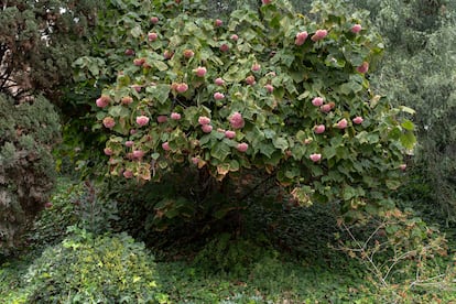 Un árbol de las hortensias en floración muestra su porte de pequeño árbol.