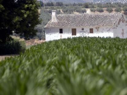 Una vista de un cultivo de maíz en Tabernas.