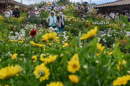 Durante 10 días, desde el pasado 27 de julio y hasta el 7 de agosto, Medellín celebra la Feria de las Flores. En la imagen, un grupo de turistas visita una granja de flores en Santa Elena, el lugar en el que los silleteros eligen sus ejemplares para la fiesta popular. 