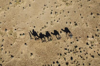 Una vista aérea de Sophie Matterson conduciendo a sus cinco camellos a través del desierto de Australia del Sur, cerca de Oodnadatta. Sophie Matterson, de 32 años, está realizando un viaje de 5.000 km, caminando con cinco camellos de costa a costa desde el punto más occidental de Australia, en Shark Bay (Australia Occidental), hasta su punto más oriental, en Byron Bay (Nueva Gales del Sur).