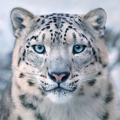 Leopardo de las Nieves (Panthera uncia).