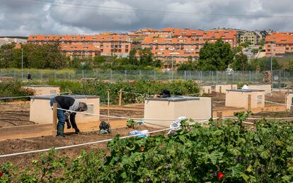 En la orilla del río Tormes, en Salamanca, hay más de 600 huertos urbanos. Además de proporcionar alimentos a los vecinos, contribuyen  a la recolonización vegetal y a acercar la biodiversidad.