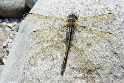 La <i>Oxygastra curtisii</i>es una especie de libélula incluida recientemente en el Catálogo Galego de Especies Ameazadas.