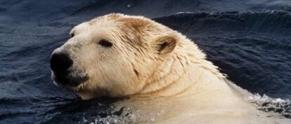 Un oso polar en el documental La isla de Southampton emitido en National Geographic. 