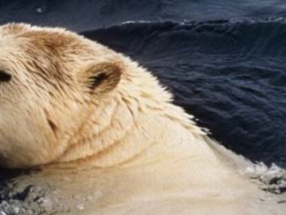Un oso polar en el documental La isla de Southampton emitido en National Geographic.