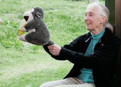 A primatóloga Jane Goodall posa para uma foto no zoológico de Taronga, em Sydney (Austrália), no dia 11 de outubro de 2008. Goodall reconheceu a investigação sobre reprodução e trabalho levado a cabo pelo Grupo de Chimpanzés do zoológico de Taronga.