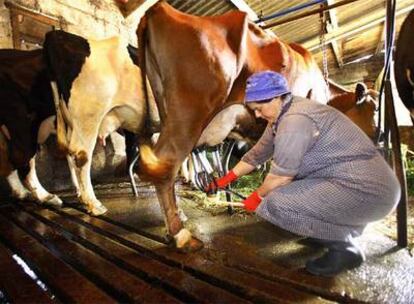Una mujer ordeña una vaca en una explotación ganadera de Ordes (A Coruña).