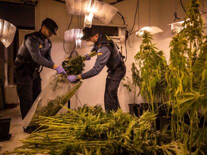 La Guardia Civil interviene una plantación ilegal de cannabis en Granada.