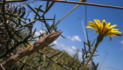 Els espàrrecs silvestres, primers aliments naturals a les illes.