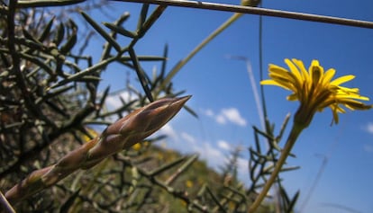 Els esp&agrave;rrecs silvestres, primers aliments naturals a les illes.