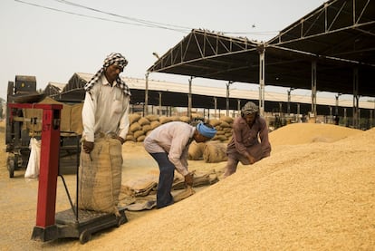 Hombres llenando sacos de arroz de 50 kg en el mercado de cereales, que mueve a diario 5 millones de kilos. Amritsar, Punyab, India.