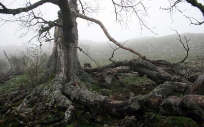 Haya en un bosque entre la niebla.