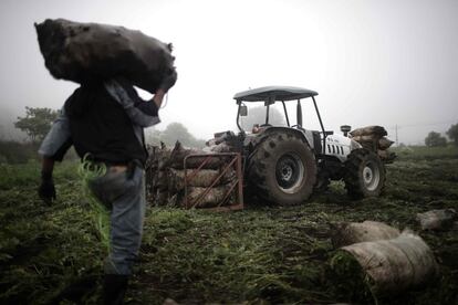 Sin embargo, muchos costarricenses ya no quieren recoger café, sembrar arroz, cortar caña o recoger melones: le han hecho la cruz a todo lo relacionado con la agricultura.