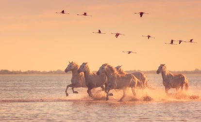 Caballos y flamencos en La Camarga.