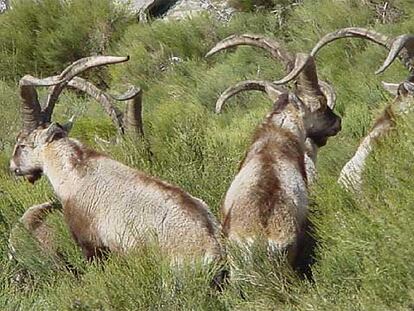 Un grupo de cabras montesas en los altos del valle del Jerte.