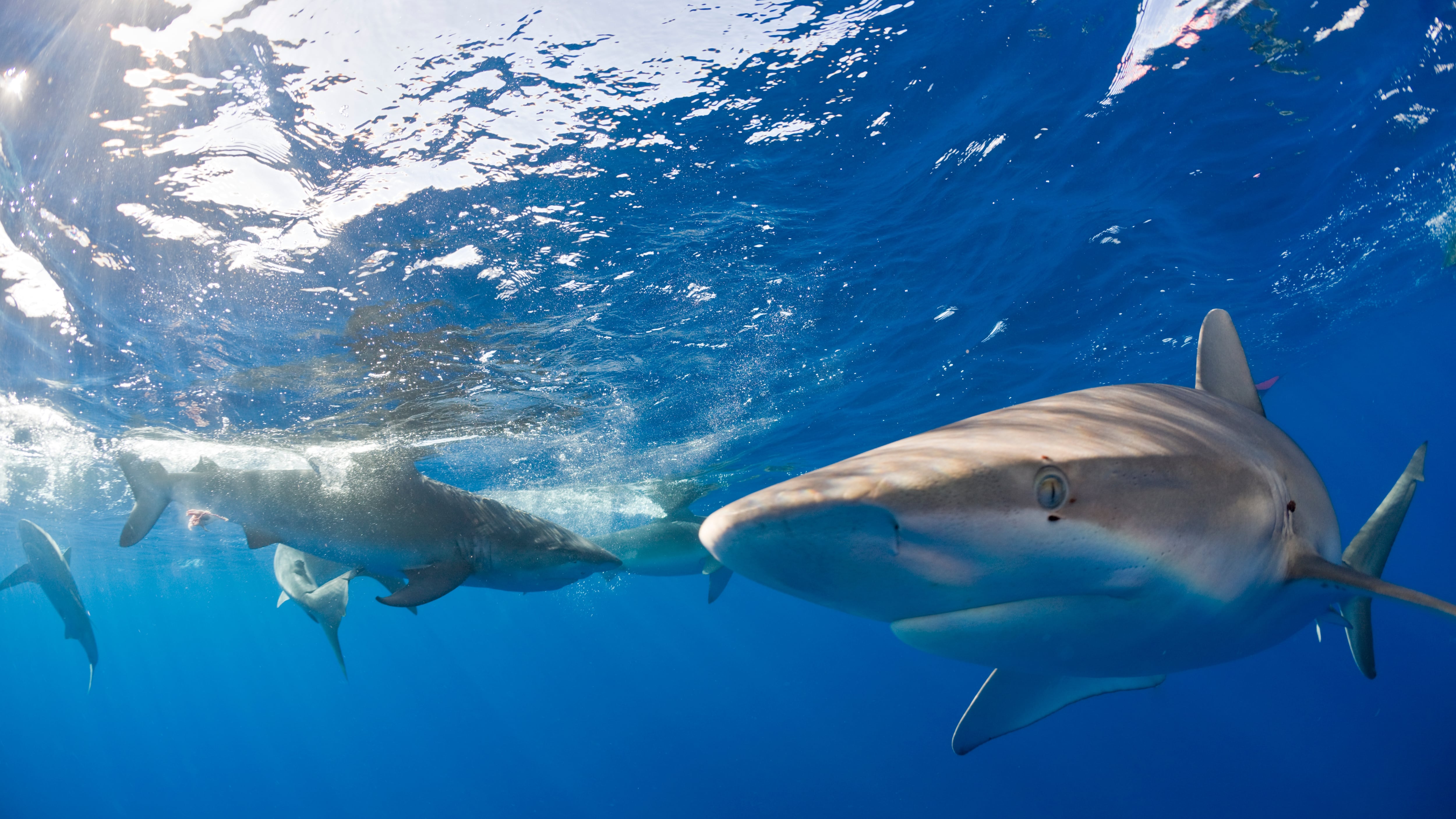 El científico que emuló la piel del tiburón de Galápagos para crear una lámina antibacteriana