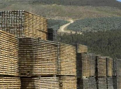 Bosques con tres tipos de plantaciones y explotación maderera en Galicia.