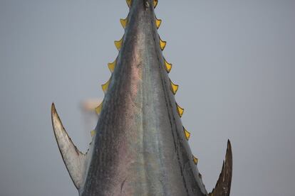 Detalle de la espineta de un atún.