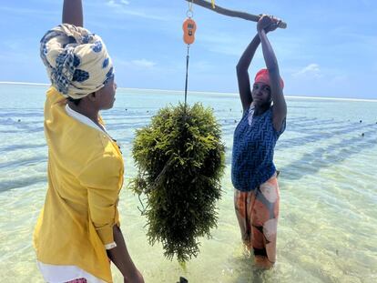 Dos mujeres controlan el peso de las algas cultivadas en el proyecto de InOM en el norte de Mozambique. 