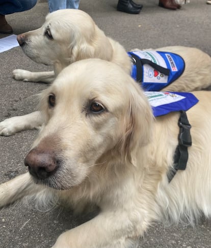 Nina y Mel, dos perras Golden Retriever del CTAC que han participado en las terapias asistenciales con menores de edad del Hospital de Día en el estudio del Hospital Clínic-IDIBAPS