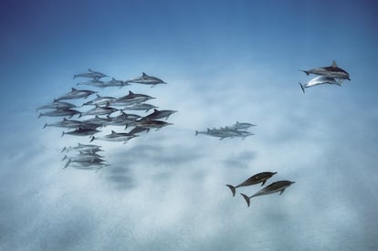Delfines giradores (Stenella longirostris) en las aguas de Oahu, Hawai.