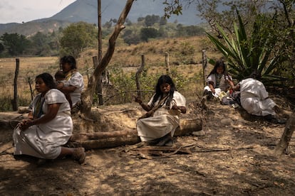 Varias mujeres realizan diferentes tareas debajo de un árbol, en un lugar sagrado de Nabusimake.