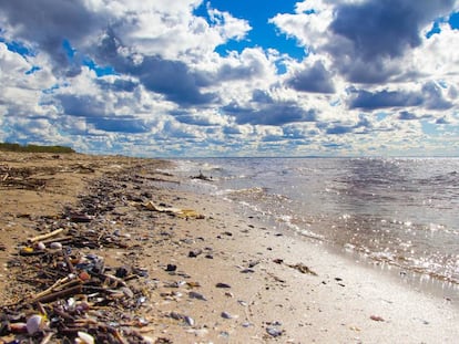 Conoce a los barrenderos del mar (tú puedes ser uno de ellos)