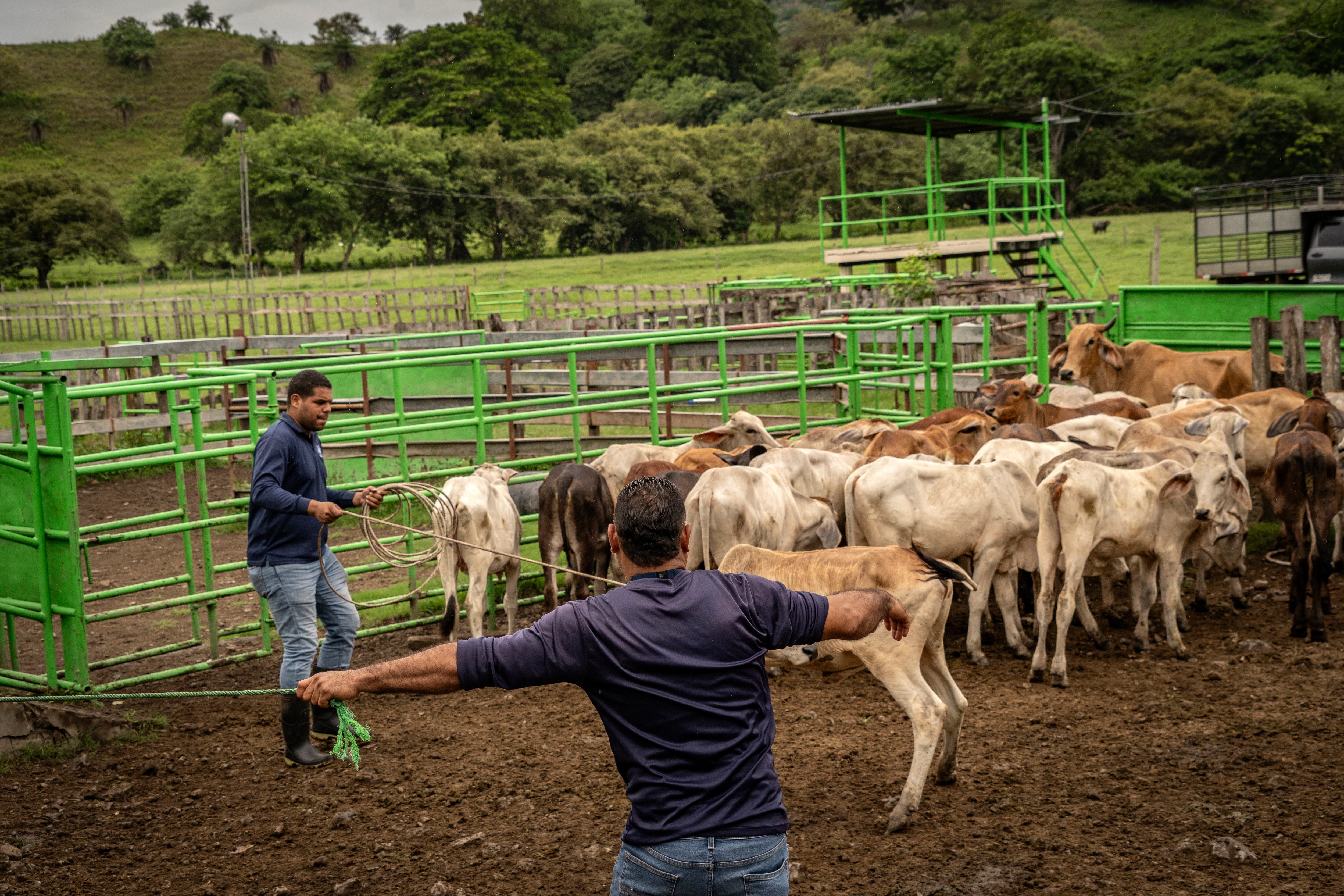 Miembros de COPEG arrean ganado para impartir talleres de cuidados a pobladores de Monte Oscuro, en Panamá. 