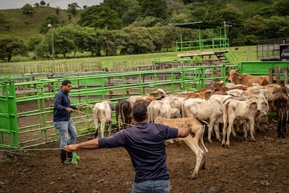 Miembros de COPEG arrean ganado para impartir talleres de cuidados a pobladores de Monte Oscuro, en Panamá.