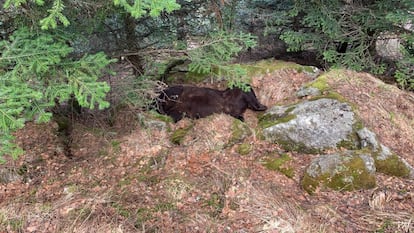 Cadáver del oso Cachou localizado en una zona de difícil acceso del valle de Aran.