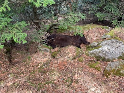 Muere el oso Cachou,  famoso por sus ataques a caballos en el Pirineo