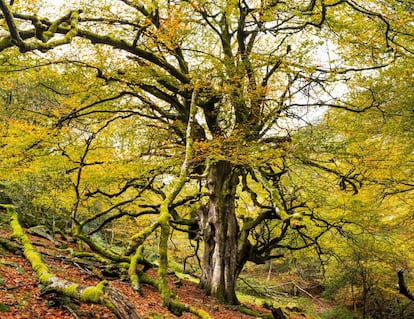 La Fayona, el haya totémico y más longevo del bosque de La Biescona (Asturias).