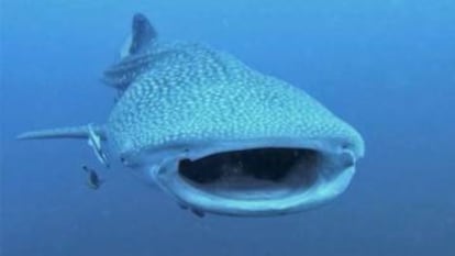 Buceo entre tiburones ballena en Papúa Nueva Guinea.