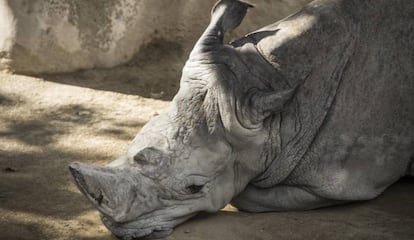 Rinoceront del Zoo de Barcelona.
