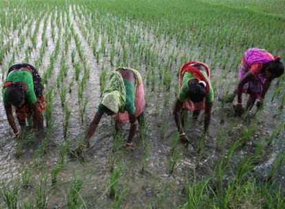 Mujeres en la recolección de arroz en un campo de India.